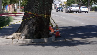 Fire-damaged tree leaves downtown Bakersfield mental health clinic with $8,500 removal bill