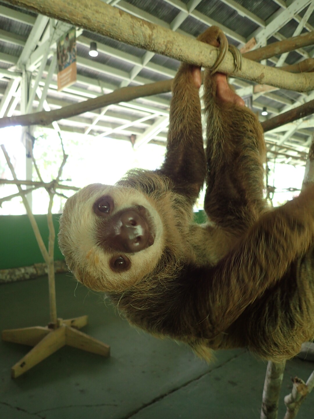 Baby Sloths (15).JPG