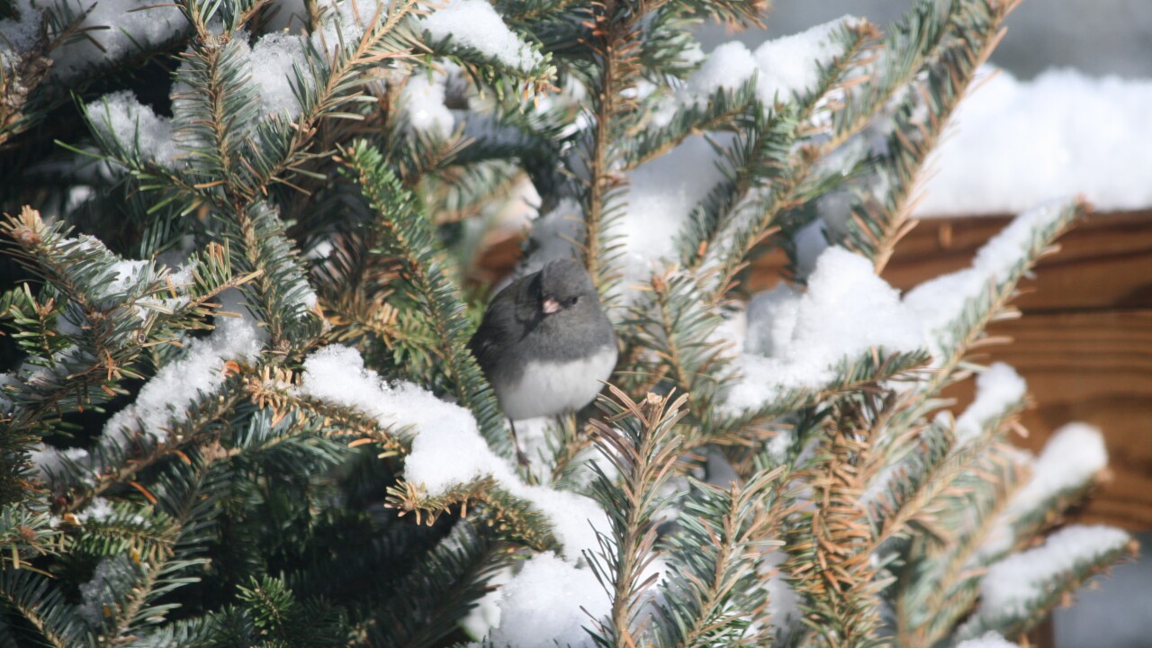 The Easy Eco Friendly Way To Toss Your Real Christmas Tree