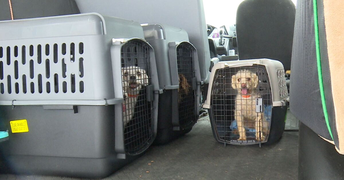 Dogs rescued from puppy mill arrive in West Michigan