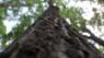 With forests under threat, scientists work to create more resilient trees