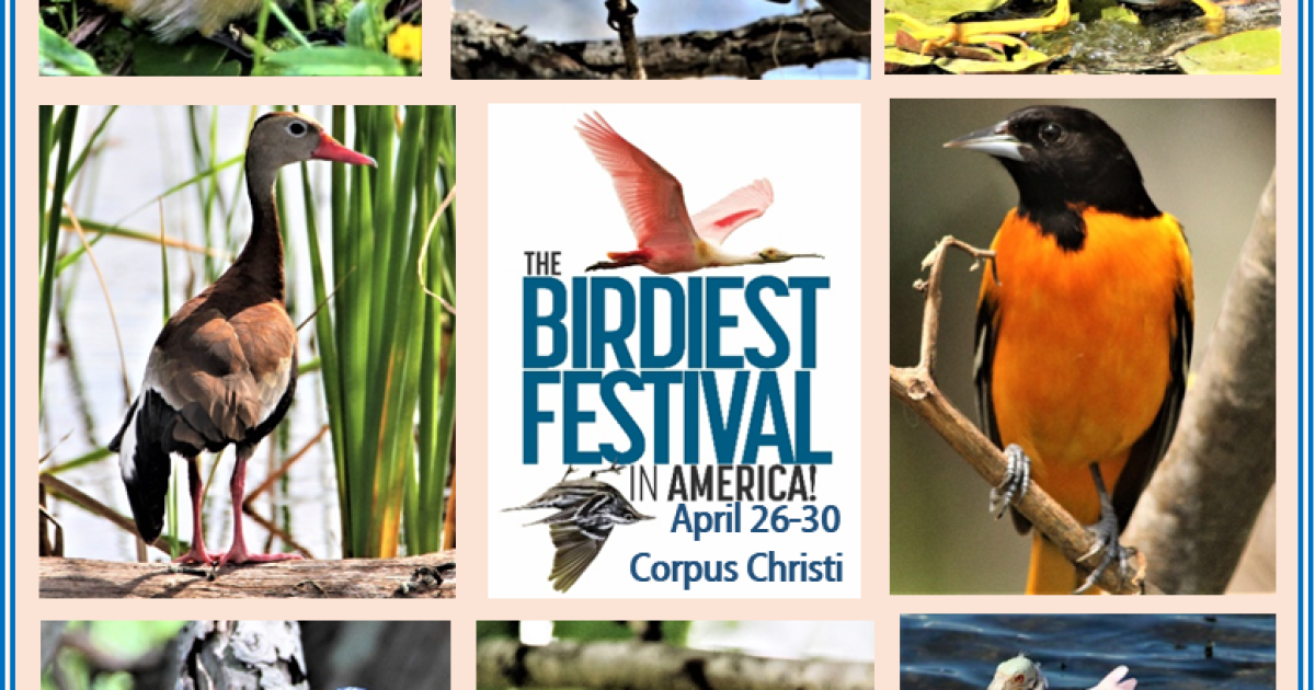 Birders fly into town for the Birdiest Festival in America