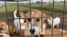 Chinook shelter takes in tens of rescued dogs