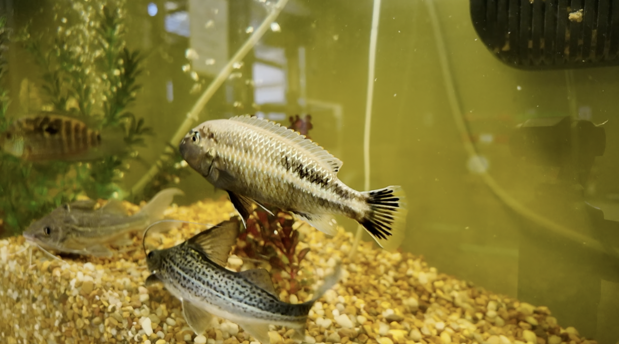 Screenshot 2025-08-15 at 6.03.06 PM.png