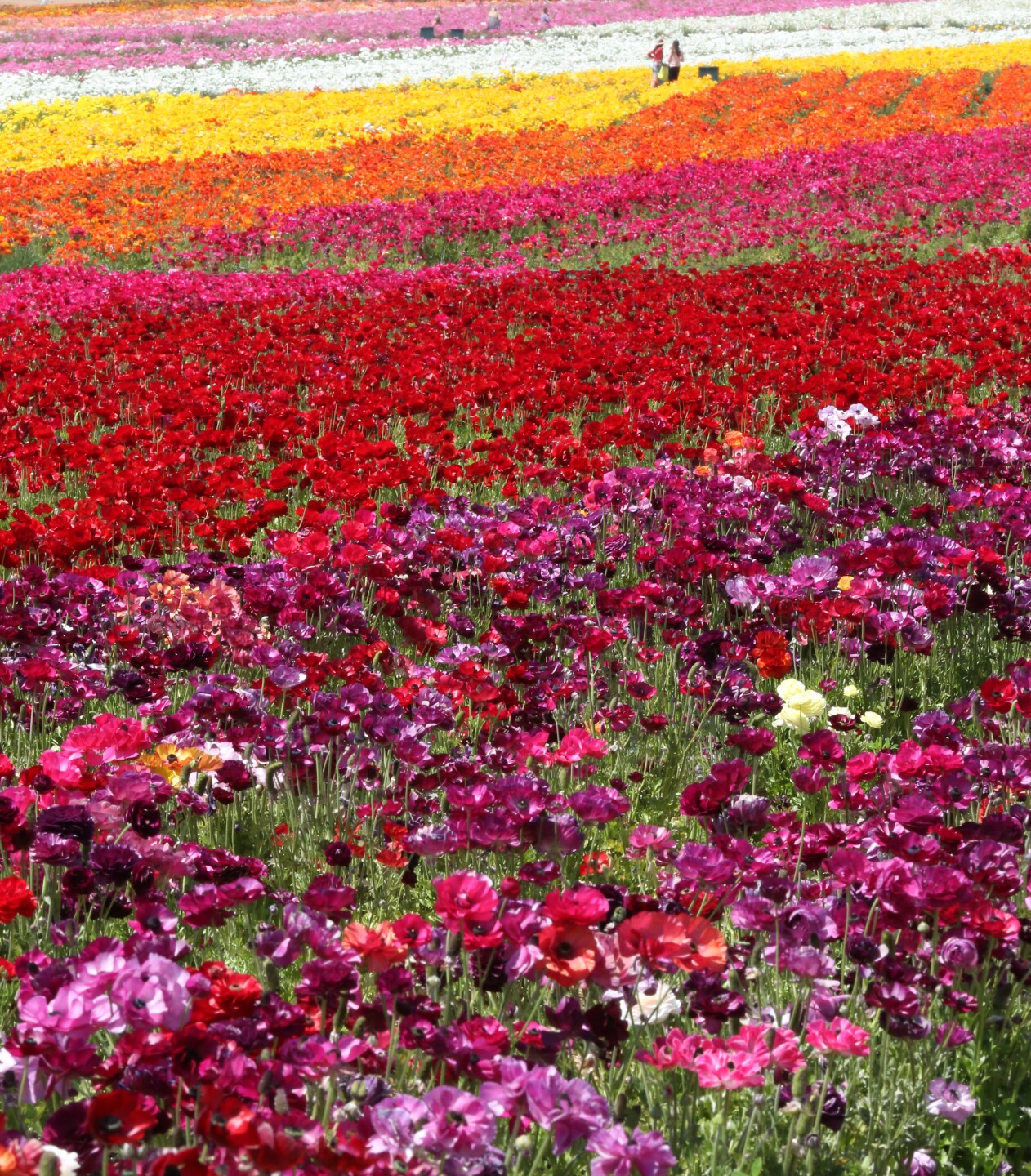 TheFlowerFields_by_MarcieGonzalez 4.jpg