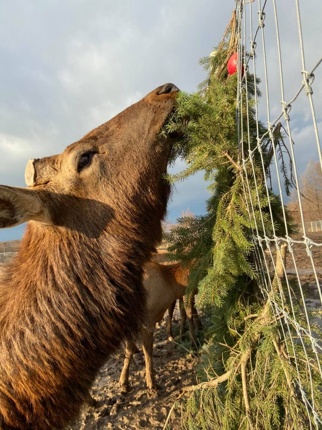African Safari Wildlife Park Christmas trees
