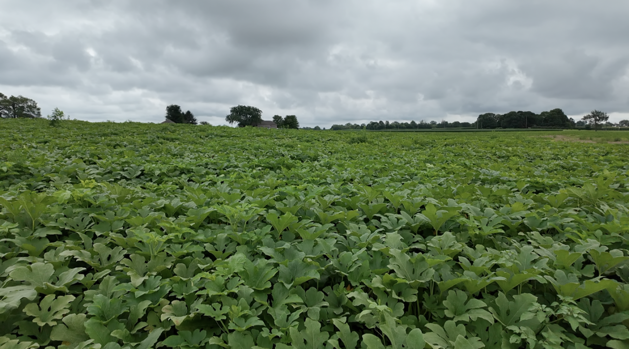 Screenshot 2025-07-31 at 6.07.10 PM.png