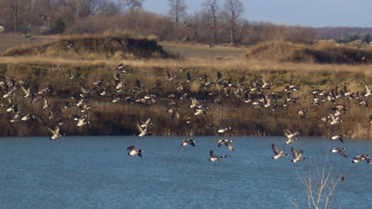 Geese at Motz Pic.png