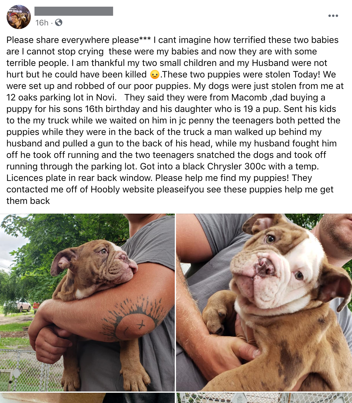 stolen puppies.png