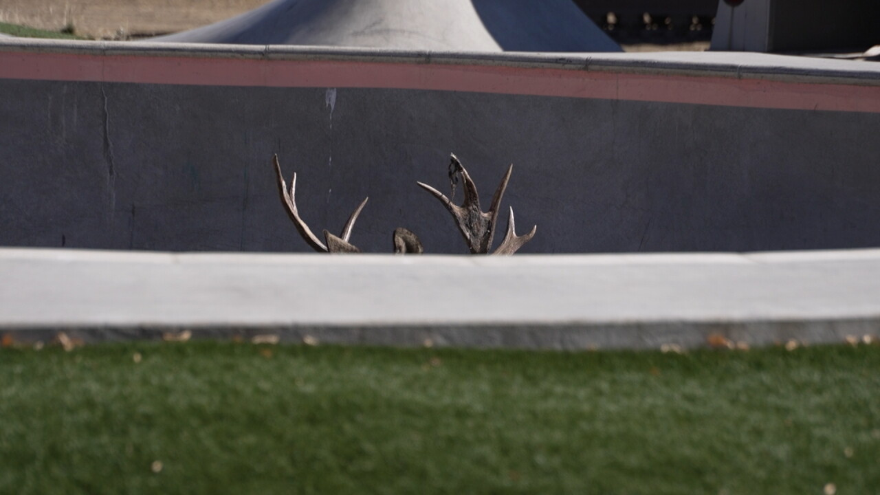 mooseskate3_2.5.1.jpg