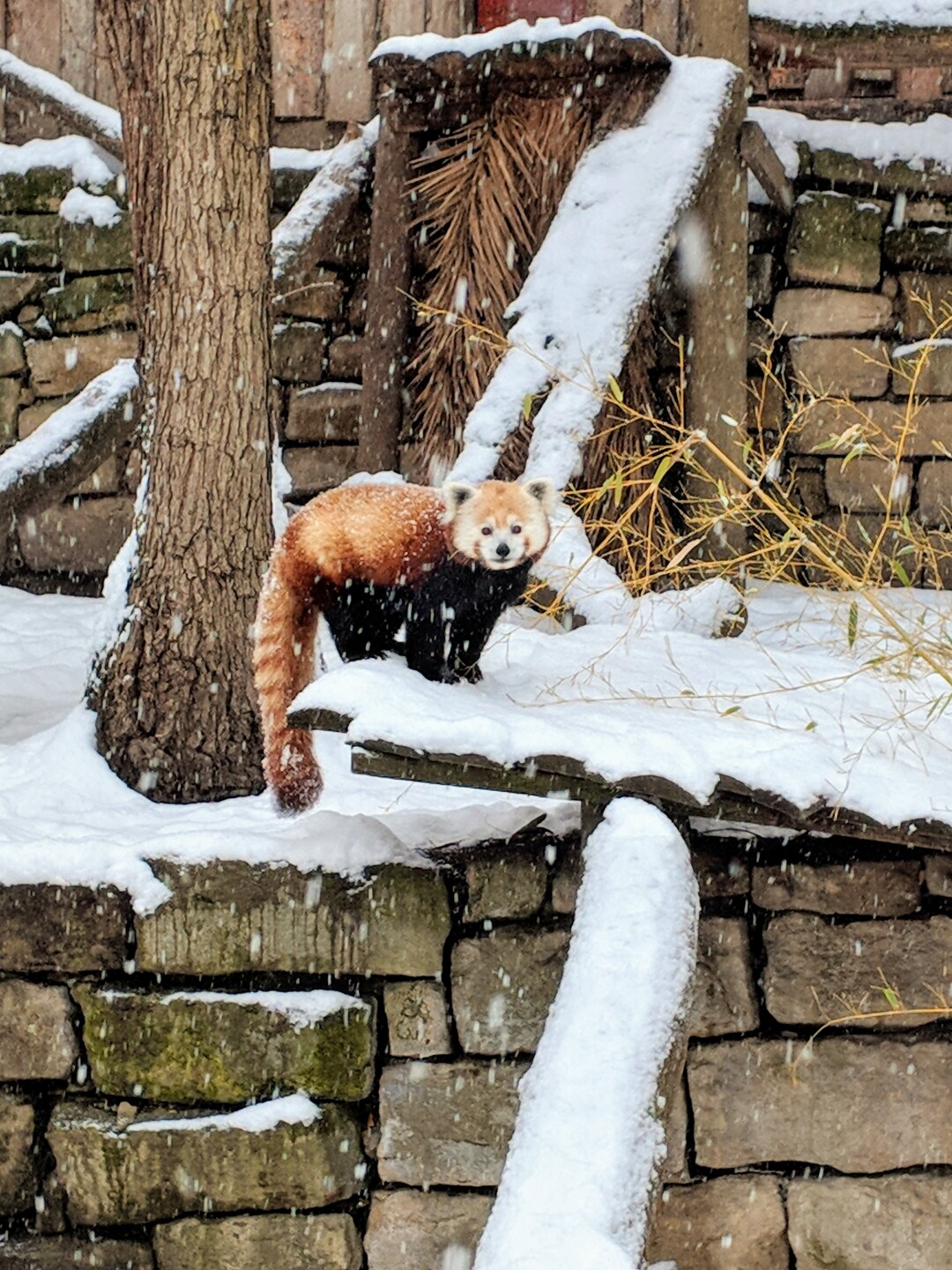 Red Panda Spud in the Snow Zoo Boise