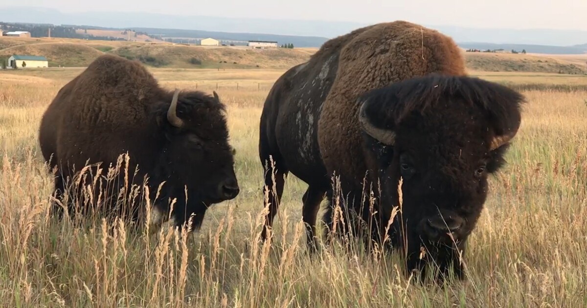 Mixed reaction to BLM decision to cancel American Prairie bison permits