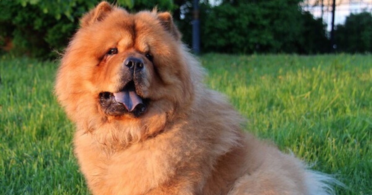 What you need to know from The Animal Foundation’s dog training classes