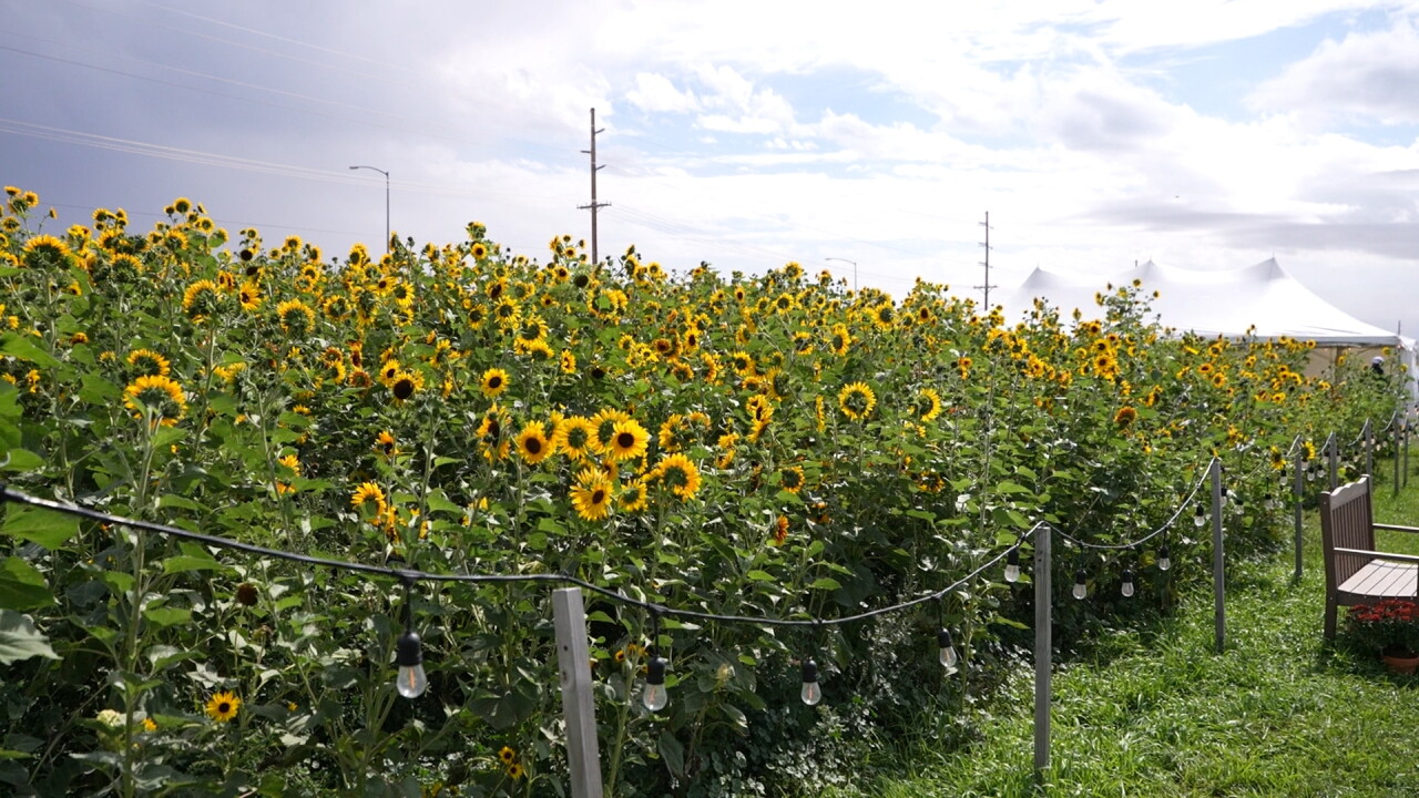 flower festival