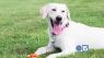 Keep your pets healthy year round
