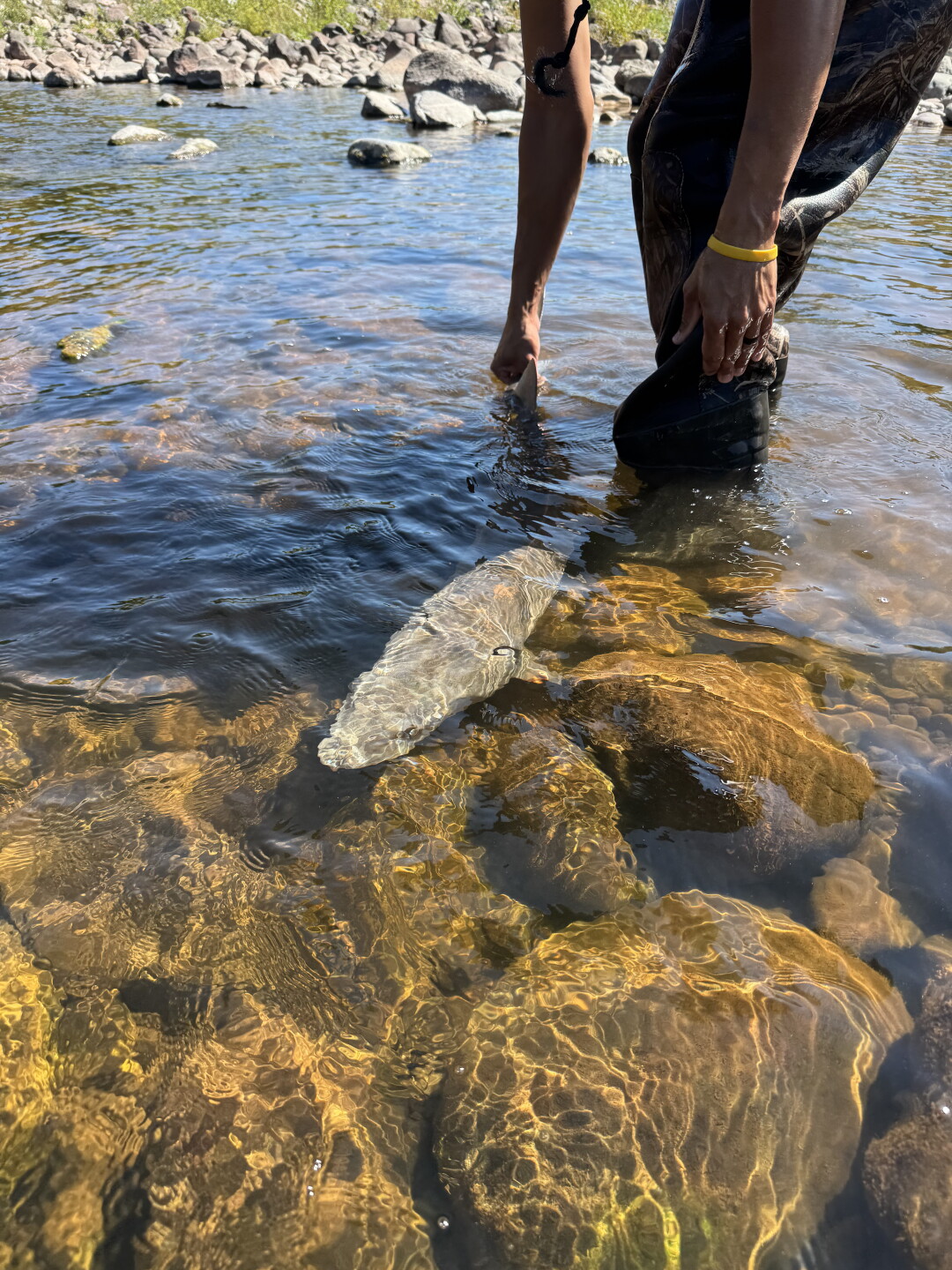 Relocated sturgeon