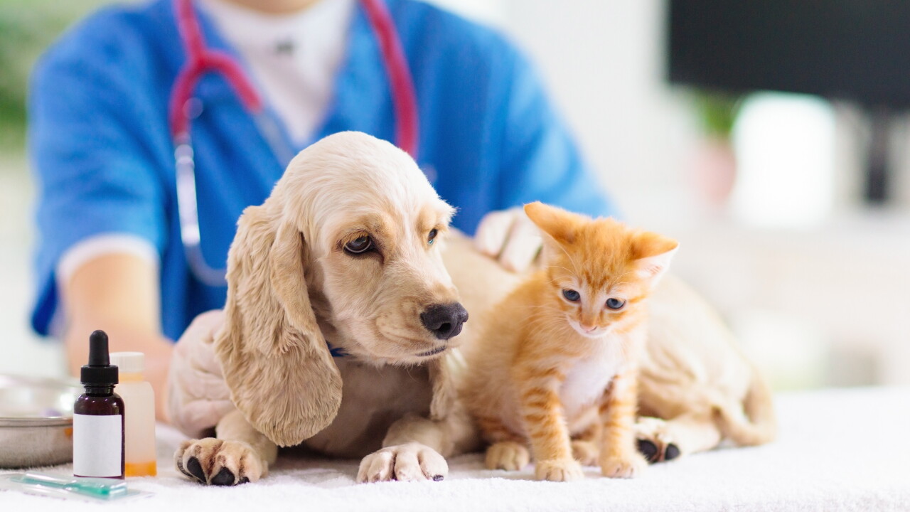 Rabies vaccinations available for dogs and cats in upcoming pet wellness events