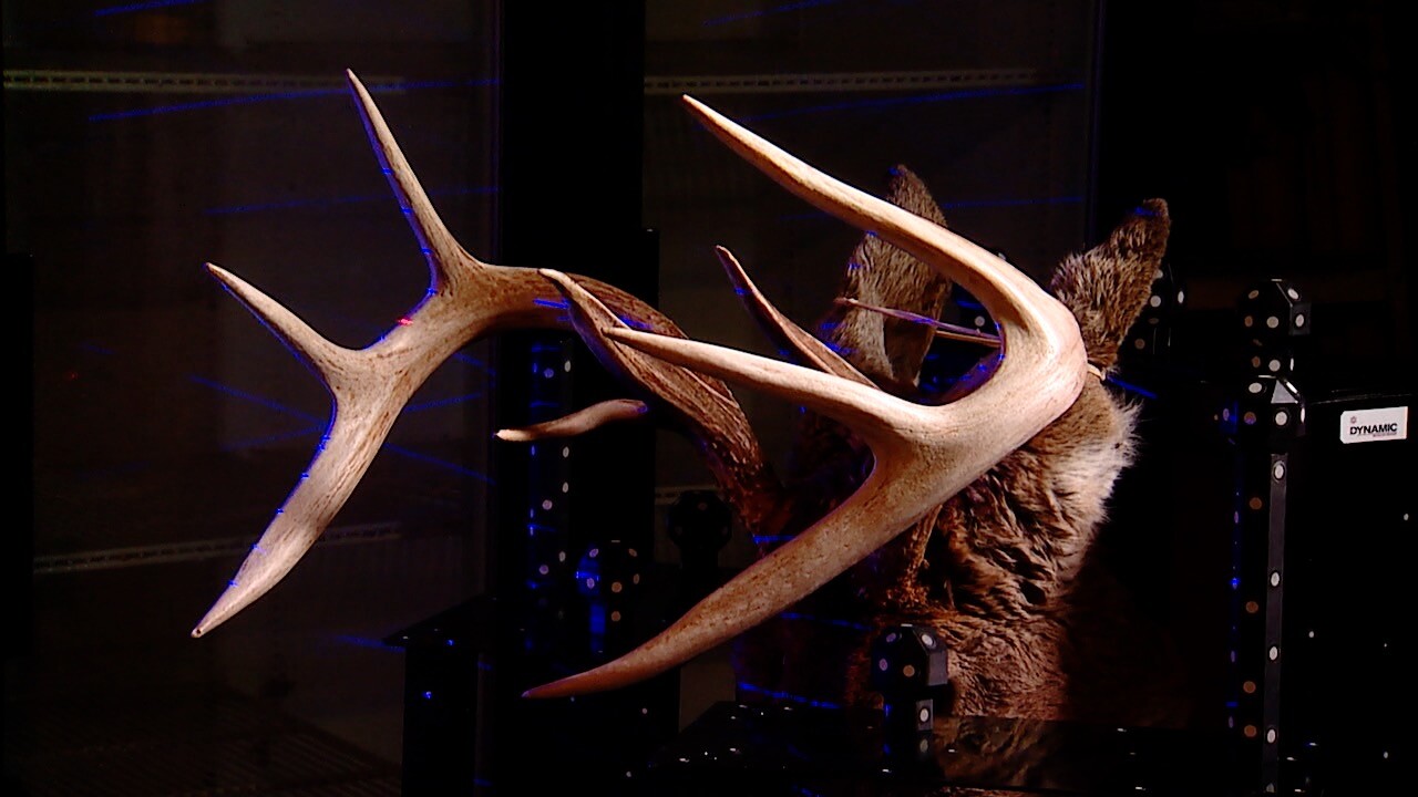 deer antlers.jpg