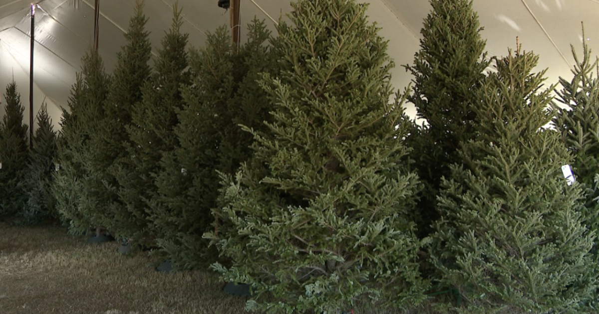 Christmas tree farms in Pinellas County say drought is causing tree shortage - Vimarsana News
