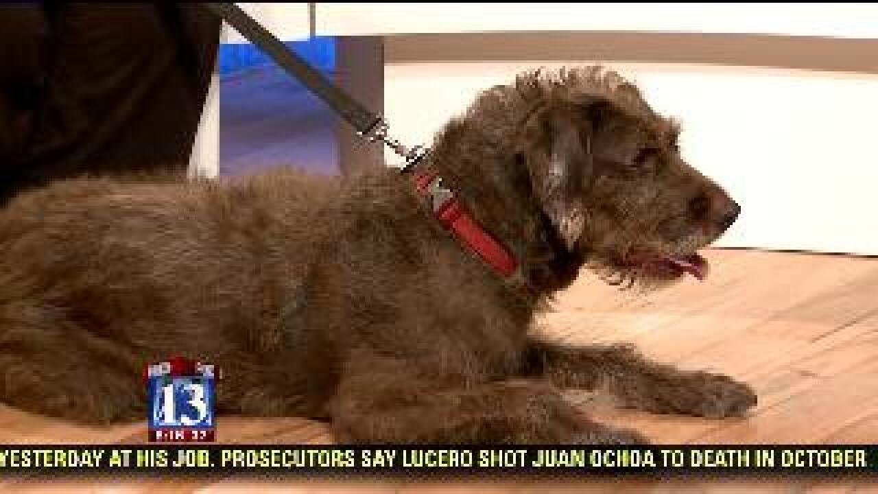 FOX 13’s Best Friend: Kya