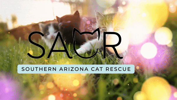 Southern Arizona Cat Rescue sets up kitten cafe