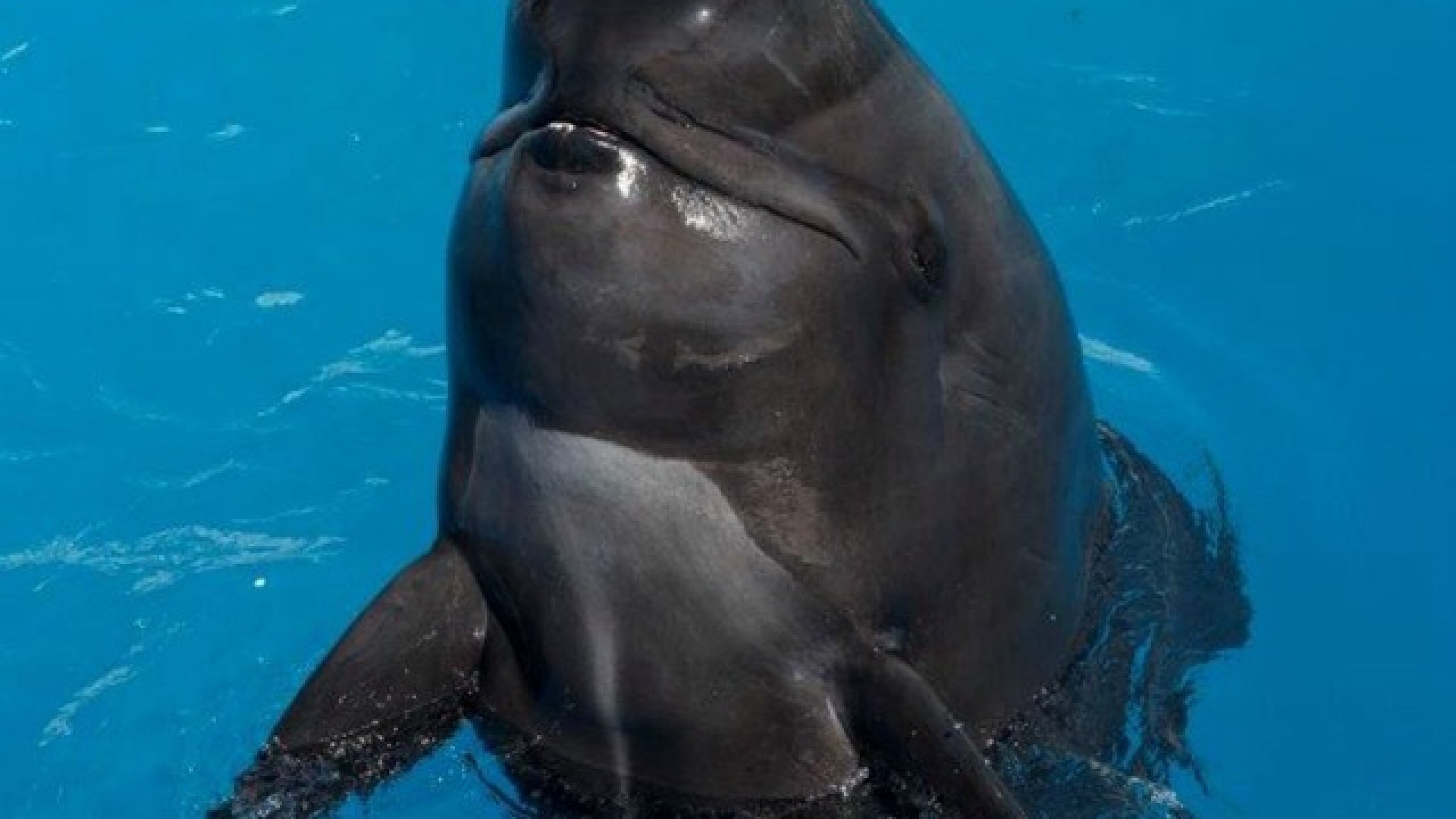 Bubbles, pilot whale at SeaWorld, dies