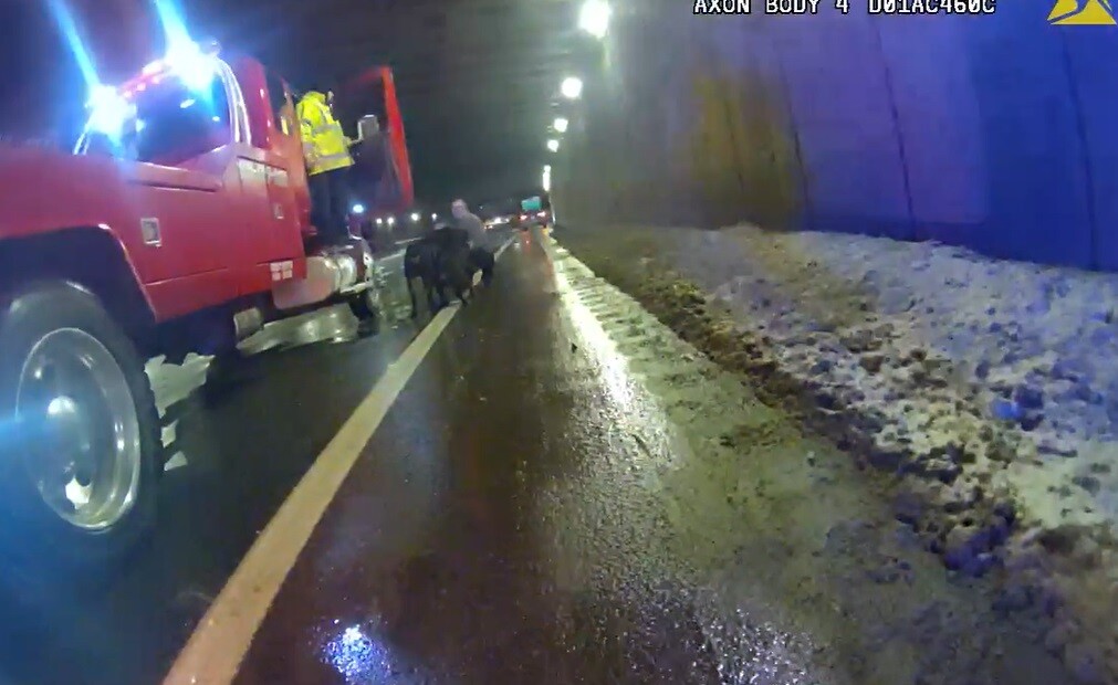 Dogs Rescue Dead Man's Curve 1