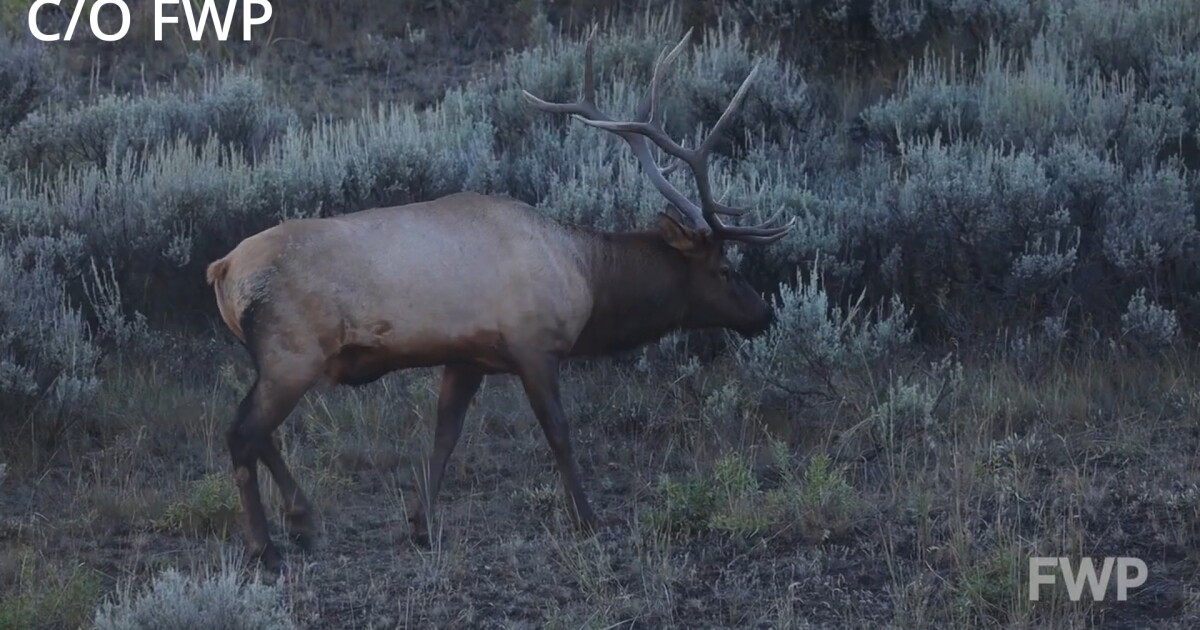 Montana hunters thankful for reversal on hunting education in schools - Vimarsana News