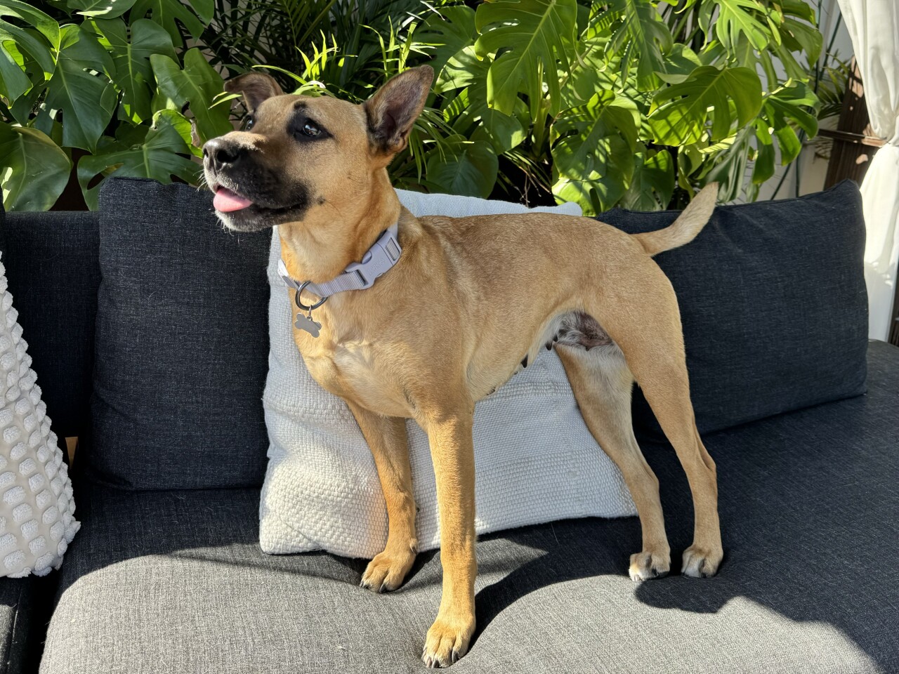 Molly from Amazing Strays Rescue.jpg