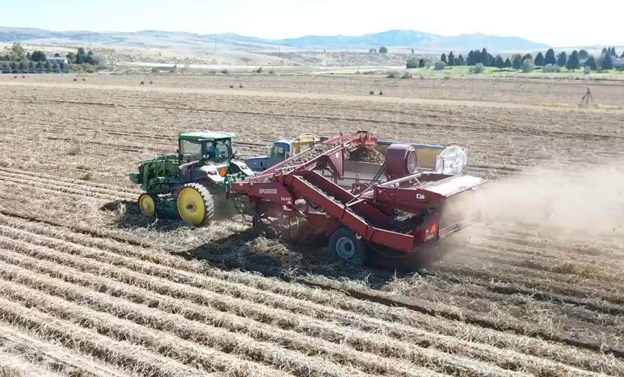 potato-harvest.jpg