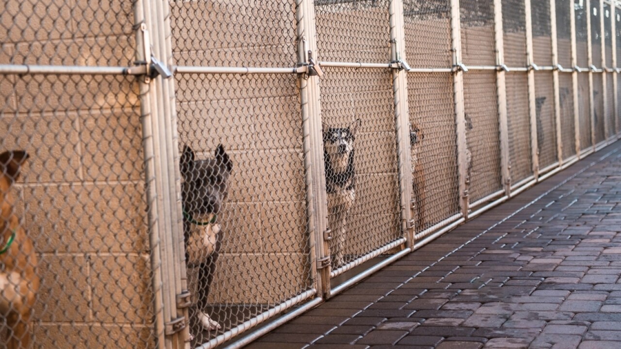 Row of dogs in kennels in an animal shelter