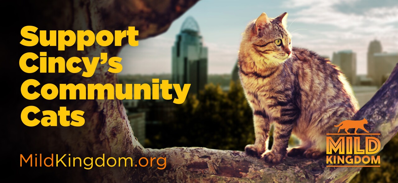 This image is part of the Mild Kingdom campaign. It shows a striped grey cat sitting in a tree and has the words: "Support Cincy's Community Cats."