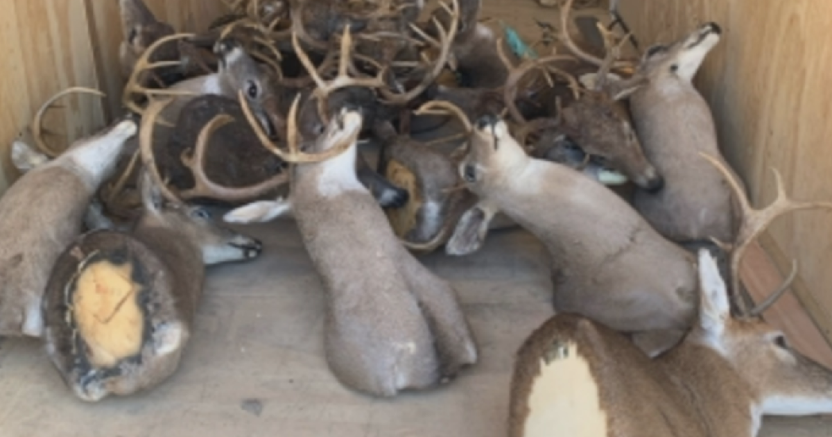Major Tennessee poaching bust: Illegal deer kills lead to lifetime hunting ...