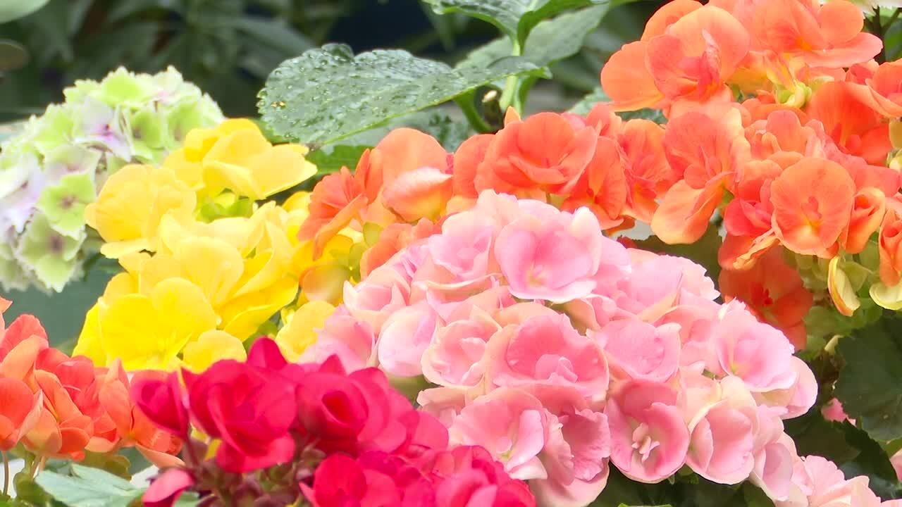 Flowers.jpg
