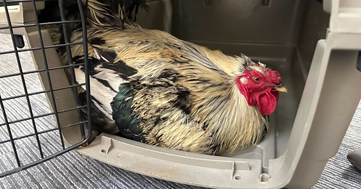 Pet Adoption Tuesday: Meet Benedict! - Vimarsana News