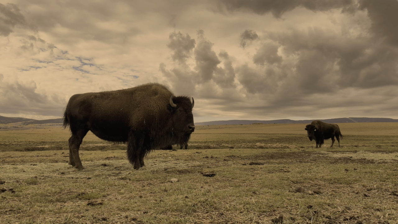 Buffalo in Coalmont CO