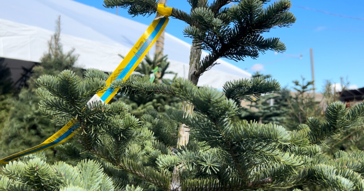 Pandemic leaves residual impacts on Christmas tree demand - Vimarsana News