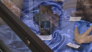 Ruskin's hidden gem: Paleo Preserve Fossil Museum showcases prehistoric animals  