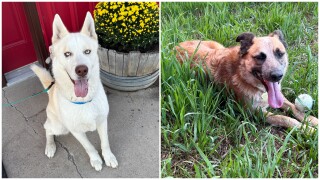 Dedman-Hokanson Animal Shelter in Fort Benton presents our adoptable Pets Of The Week: Aztec and Freya