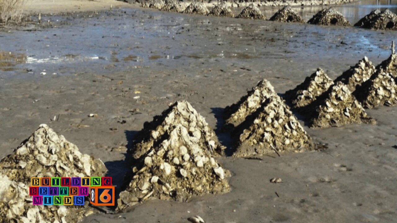 oyster beds.jpeg