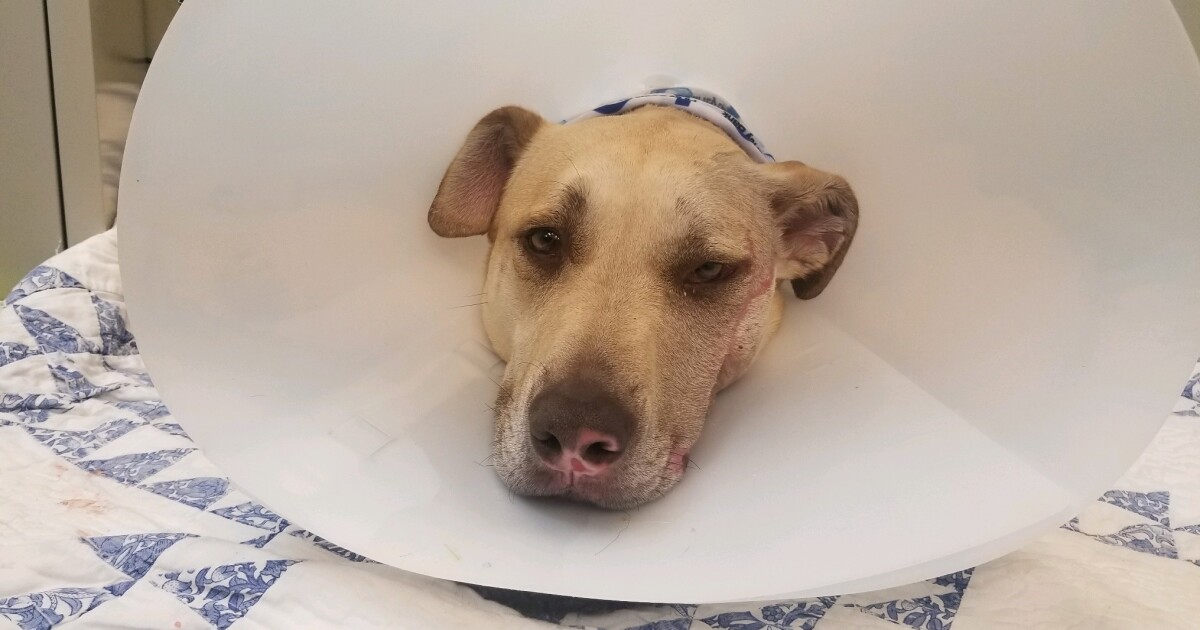 Dog continues to heal after being dragged on Jackrabbit Lane