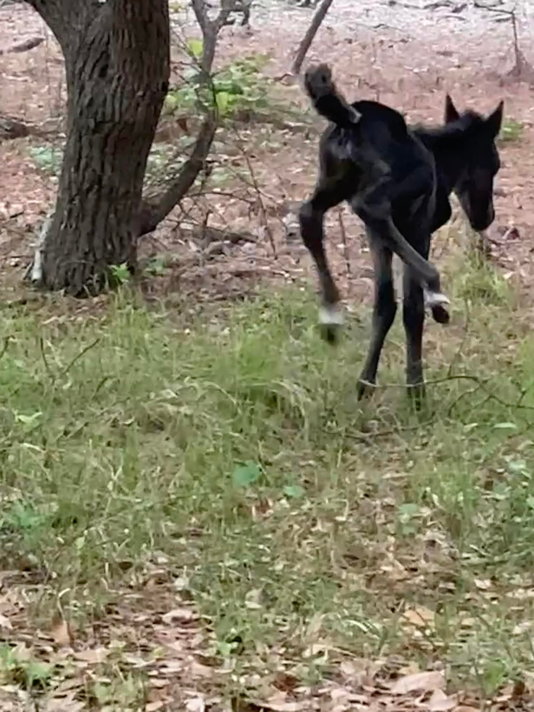 New foal in Corolla