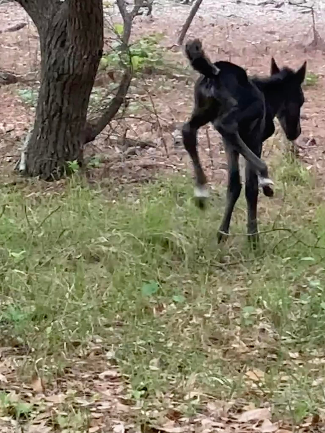 New foal in Corolla 