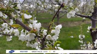 Cherry trees in full bloom along Flathead Lake 
