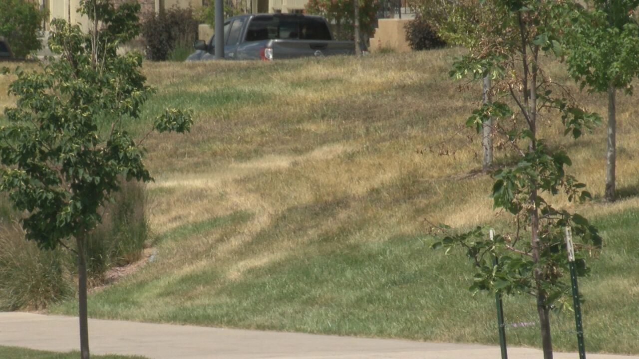 Brown Grass in Wolf Ranch