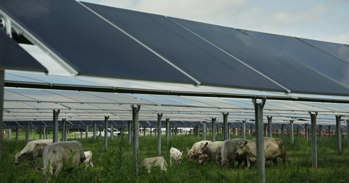 Eine Solarfarm in Tennessee will beweisen, dass die Beweidung von Rindern ...