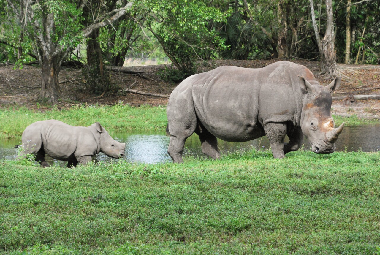 Two white rhinocerous calves can be seen in the Hwange National Park section of Lion Country Safari, Jan. 12, 2024 (2).jpg