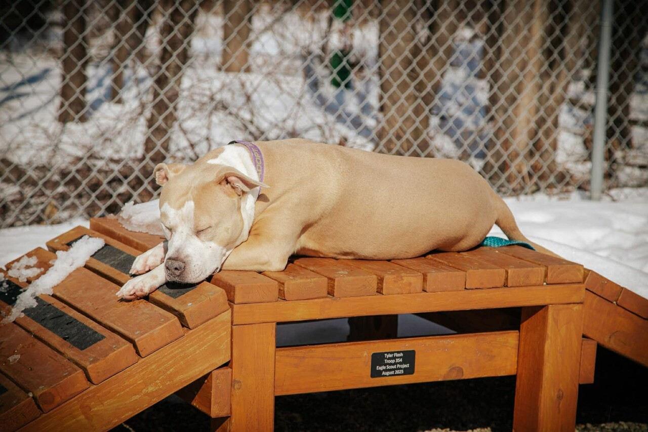 Shortbread, Harbor Humane