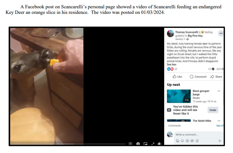 Screenshot of video showing Thomas Scancarelli feeding Key deer and getting it to perform 'stupid animal tricks'