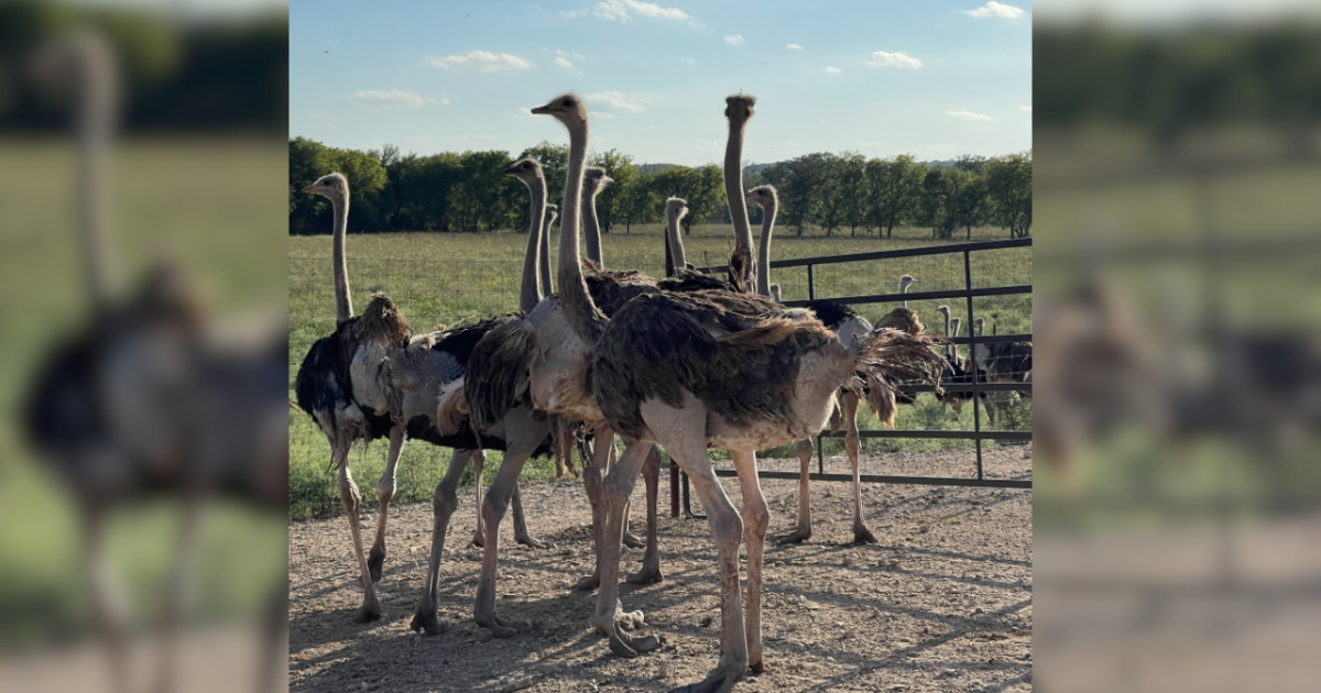 Flooding leads to more than 130 ostriches on the loose in Bosque County - Vimarsana News